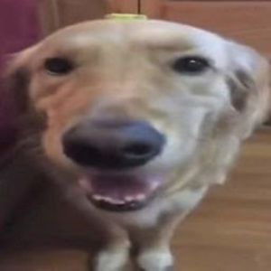 Meet your Posher, Jake